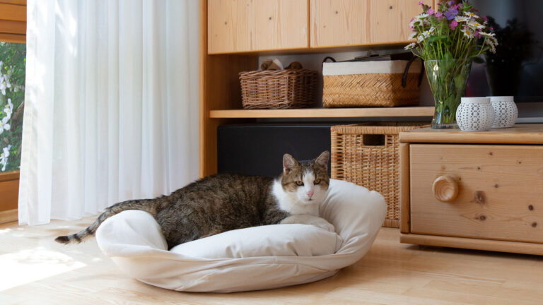 Besten Katzenbetten für große, kleine & ältere Katzen