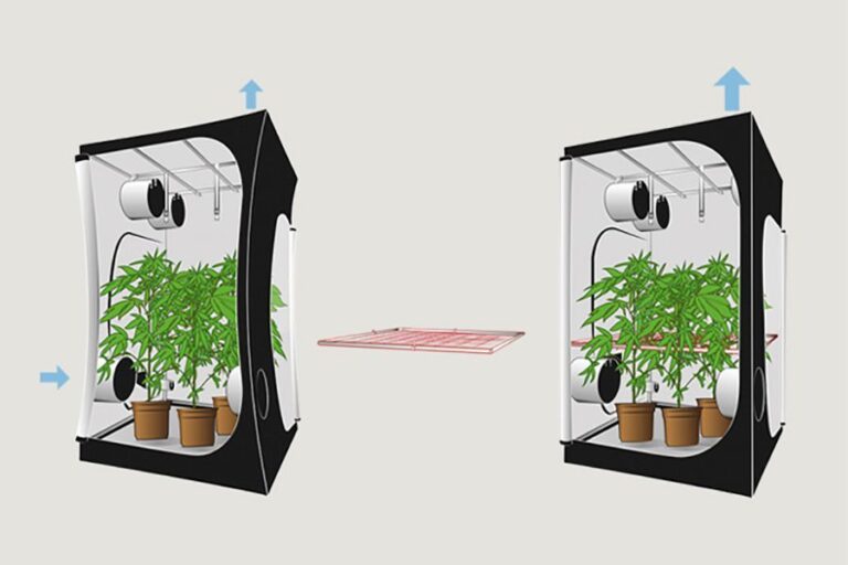 Bester Online-Growshop: Kriterien für Qualität, Preis & Service