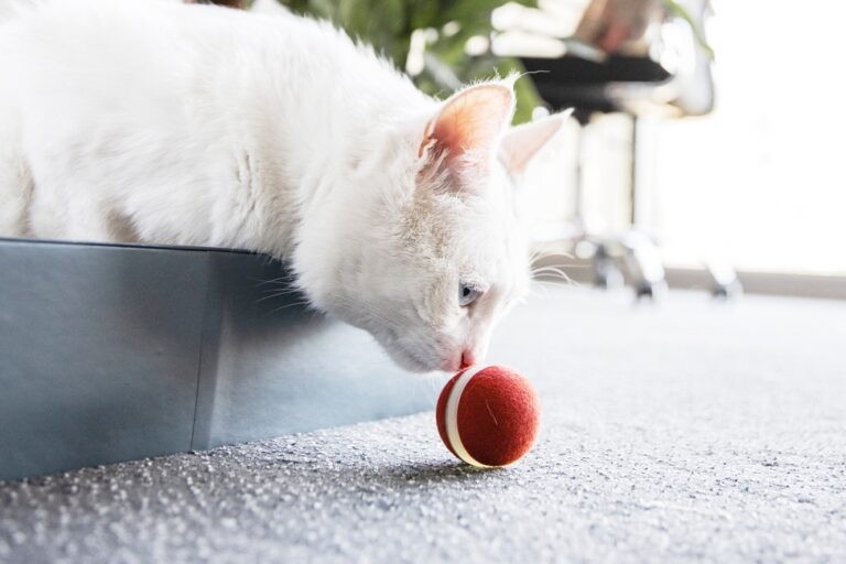 Katze Spielzeug elektrisch im Test: Welche Modelle überzeugen?